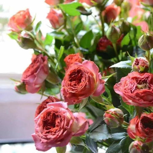 巧克力泡泡花语 泡泡玫瑰花语是什么