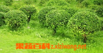 常绿灌木植物有哪些 常绿灌木30种