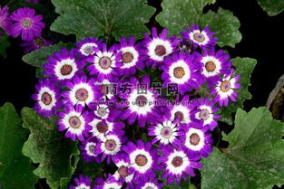 常见的菊花种类 菊花种类名称及图片