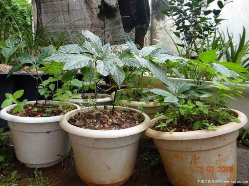 平卧菊三七适合什么人使用 平卧菊三七治什么病