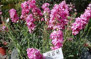 干花发霉了还能要吗 干花发霉对人体有害吗