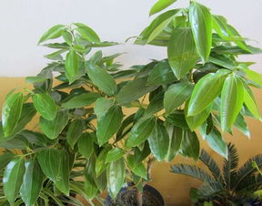 平安树在客厅的最佳位置 平安树风水大忌