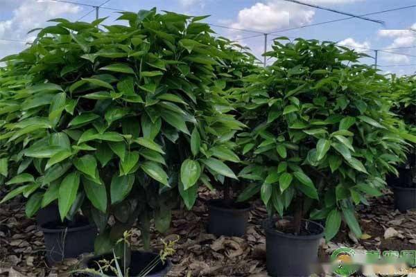 平安树喜欢喝什么水 怎么判断平安树缺水