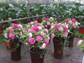 干牡丹根多少钱一斤 鲜牡丹根价格一公斤多少钱