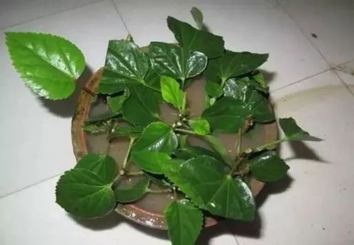 幸福树9月份扦插能活吗 幸福树插在水里能生根吗