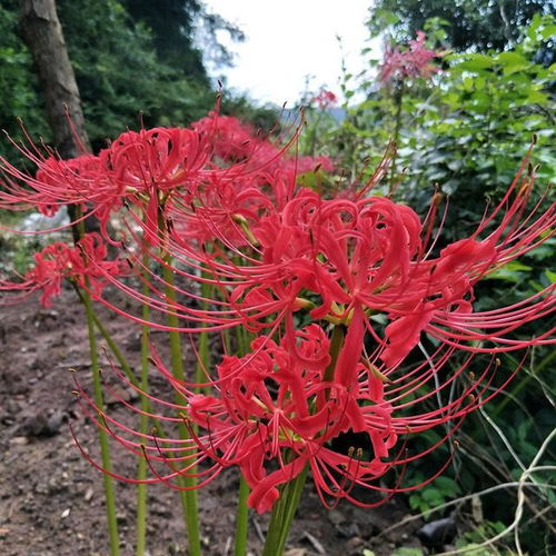 彼岸花在中国是吉祥的花吗 彼岸花我已在家里种吗