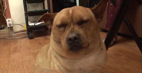 强行给牛吃肉它会吃吗 老虎饿急了会吃素吗