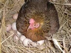 开始下蛋的麻羽鸡样子 麻羽鸡最大能长几斤