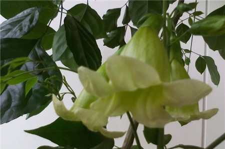 幸福树突然开花预兆风水 幸福树开花很稀奇吗