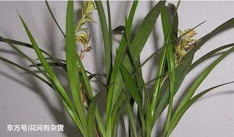 建兰哪个品种香味最纯 建兰香味浓烈的前三品种