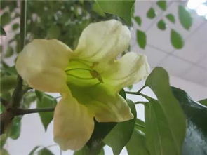 幸福树几年开一次花 幸福树突然开花预兆风水