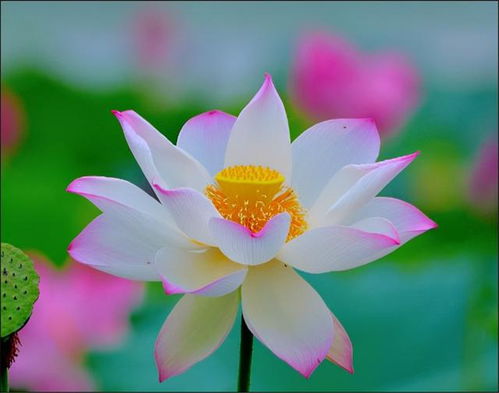 广州市花叫什么名 广东21个城市的市花