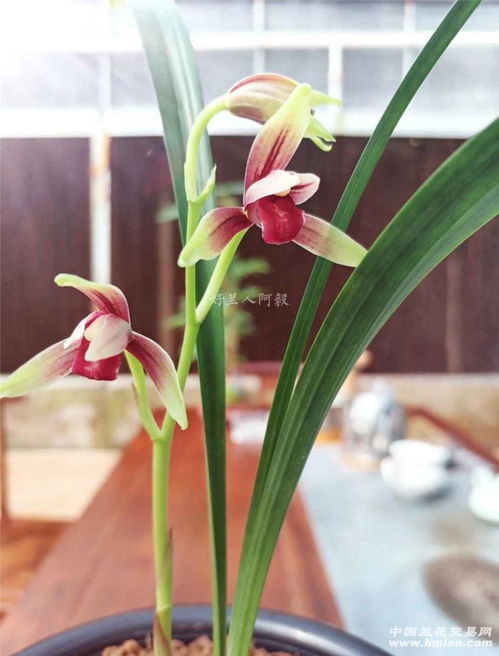 建兰里面最美的品种 建兰最高端的品种