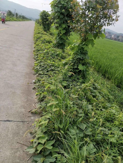 弄死爬山虎最简单方法 让爬山虎快速枯死的方法