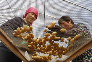 张家口土豆几月份收获 张北土豆几月份下来