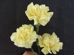 康乃馨为何不能养在家里 康乃馨的风水禁忌