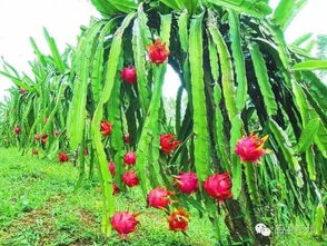 广西哪个县火龙果最多 离我最近的火龙果基地