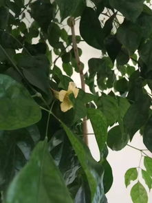 幸福树开花是罕见的 家里幸福树开花是凶还是吉