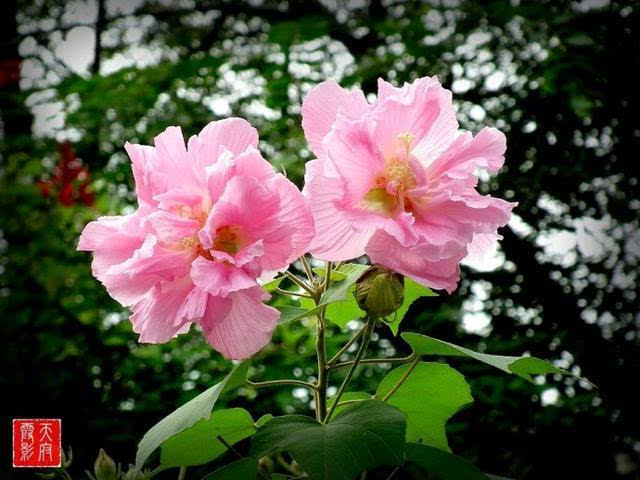 广州市的市花 广东21个城市的市花