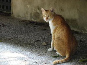 幼猫一定要跟人睡,不然就一直叫 要残忍的拒绝和幼猫一起睡吗