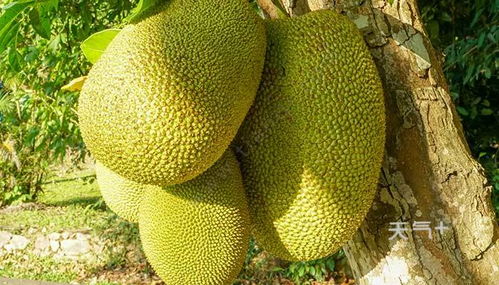 广东菠萝蜜几月份成熟 怎么判断菠萝蜜可以采摘