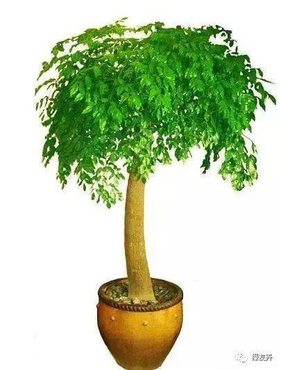 幸福树的寓意诗句 家里幸福树开花朋友圈