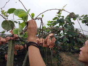 幸福树落叶大量落叶怎么补救 幸福树就剩光杆了怎么办