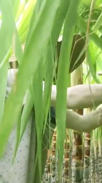 幼苗甘蔗第一次剥叶子 剥甘蔗叶的正确方法
