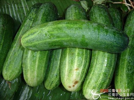 广东黄瓜和青瓜的区别 为什么广东人叫黄瓜叫着青瓜