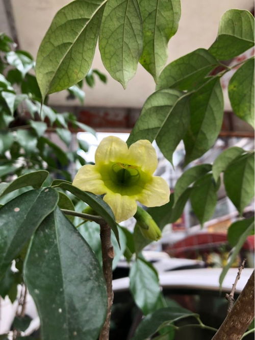 幸福树开二次花寓意什么 家里幸福树开花是凶还是吉