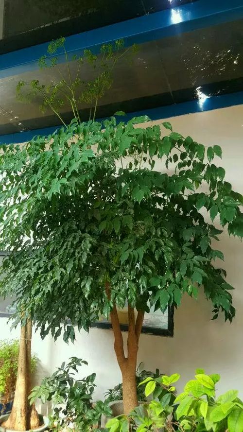 幸福树需要每天浇水吗 幸福树浇水七句口诀