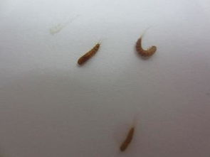 床上发现白色软体小虫 床上的十种虫子及图片