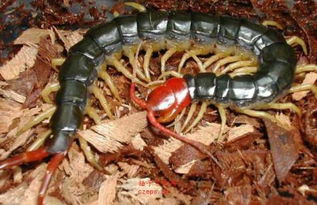 开灯能防止蜈蚣爬床上 开灯睡觉蜈蚣会出来吗