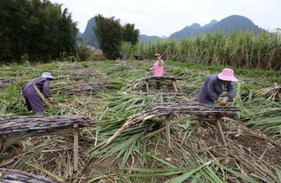 广西甘蔗几月份成熟 广西甘蔗一年收几次