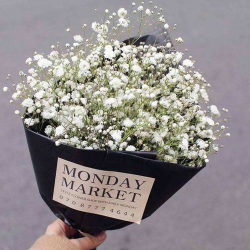 彩色满天星的花语和寓意 满天星送人的禁忌