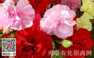 康乃馨为什么不好养 送康乃馨的十大禁忌