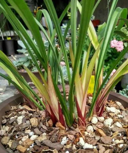 建兰最好的五种品种 建兰中最经典的品种