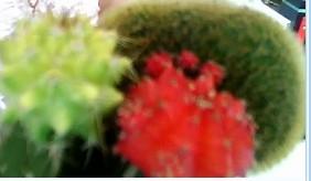 开白花的仙人球能预示死亡 家中仙人球开了白花预兆怀孕