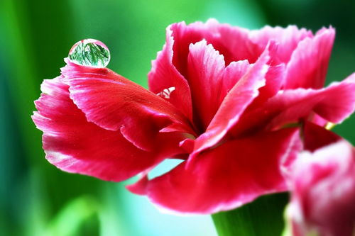 康乃馨深水醒花一晚上可以吗 康乃馨深水还是浅水养