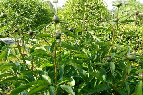 张仲景用芍药是白芍还是赤芍 处方写芍药是白芍还是赤芍