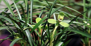 开过的兰花杆都剪掉吗 兰花花杆什么时候剪掉
