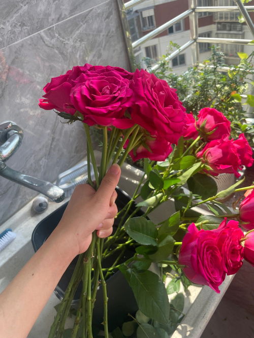 弗洛伊德玫瑰花语和寓意 弗洛伊德玫瑰属于高级玫瑰吗