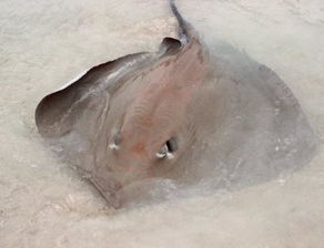 怎么判断鱼饿了 鱼快饿死了的征兆