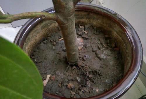 怎么判断黑骨茶该浇水了 黑骨茶叶子忌喷水