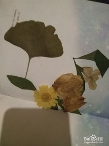 怎么用真花瓣做书签 怎么把花做成干花书签