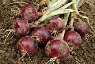 怎么判断洋葱成熟了 洋葱成熟的图片