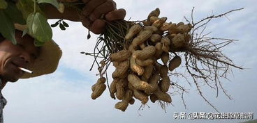 怎么判断花生可以挖了 怎么确定花生能收获