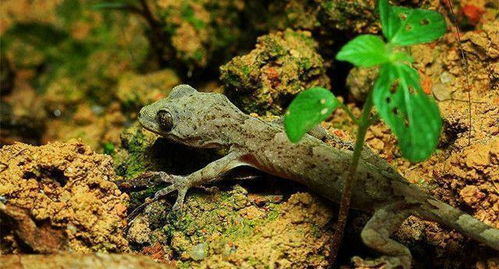 怎么让壁虎自己离开 让壁虎出去的妙招