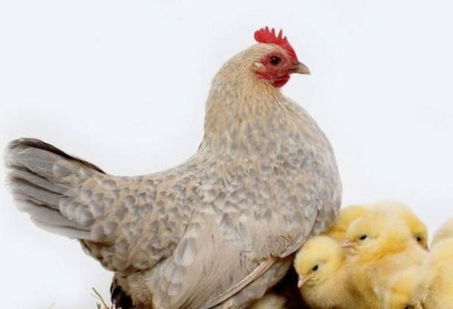 怎么分辨公母鸡 成年鸡怎样辨别公母