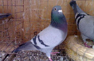 怎么留住天落鸽不再飞走 如何养鸽子不飞走